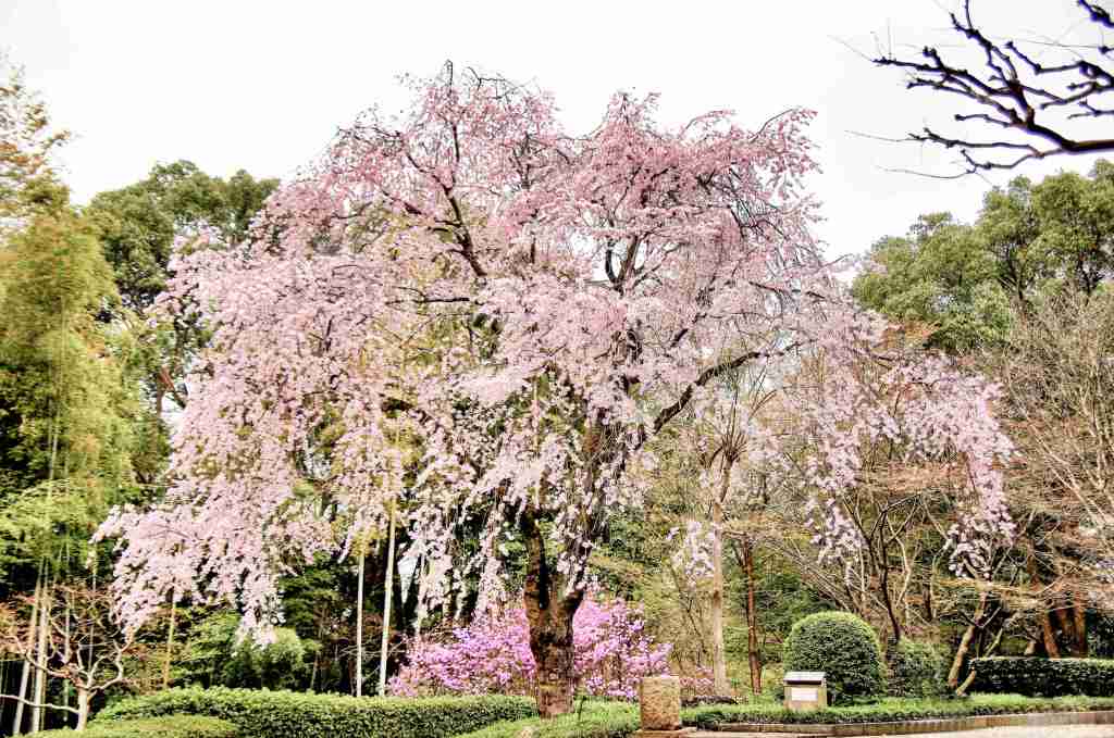 花曇り
