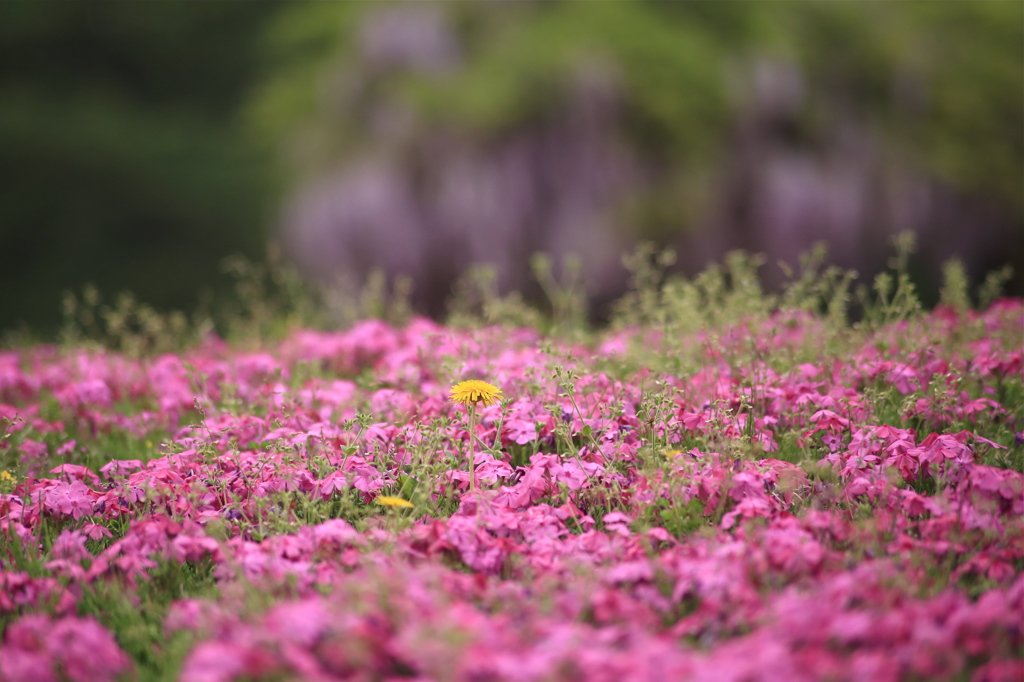 藤、芝桜、たんぽぽ。