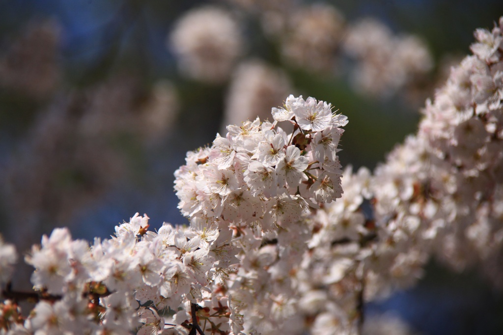桜花