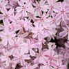 これも桜。。。＾＾