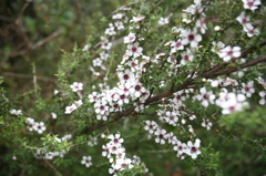 マヌカの花