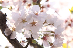 桜花爛漫