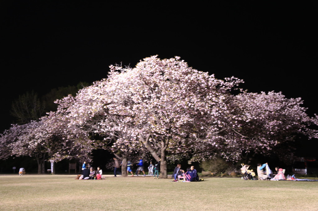 桜大好き