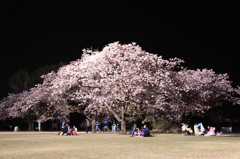 桜大好き