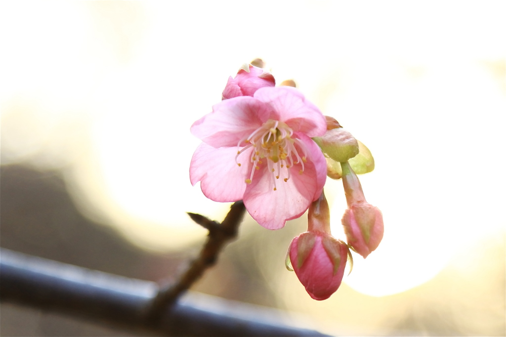 桜明かり