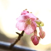桜明かり
