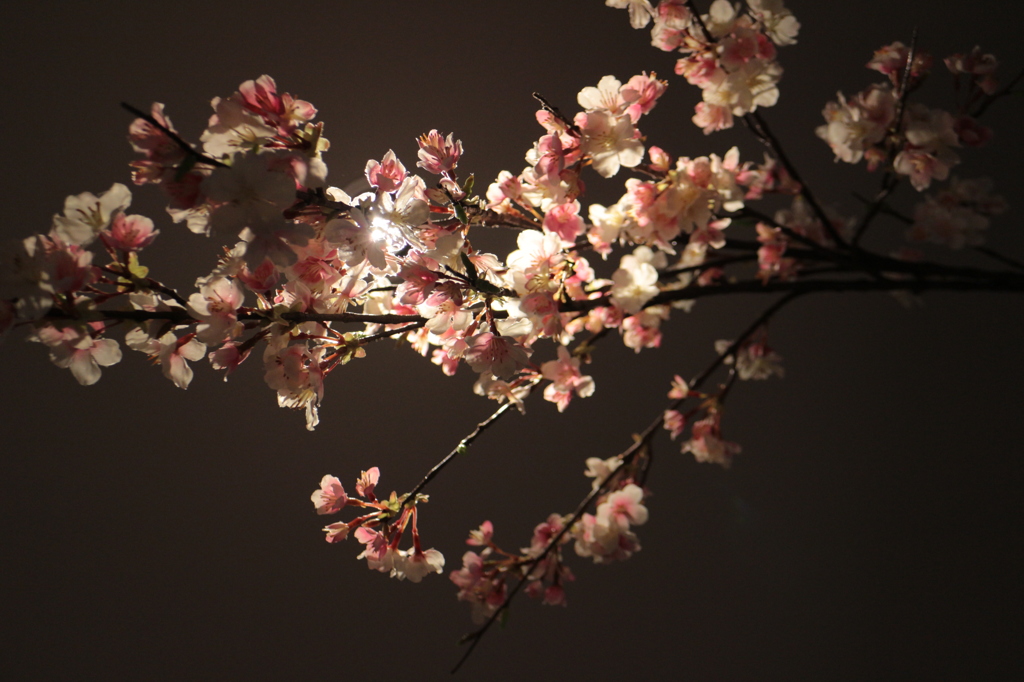 夜桜気分