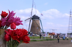 春の花