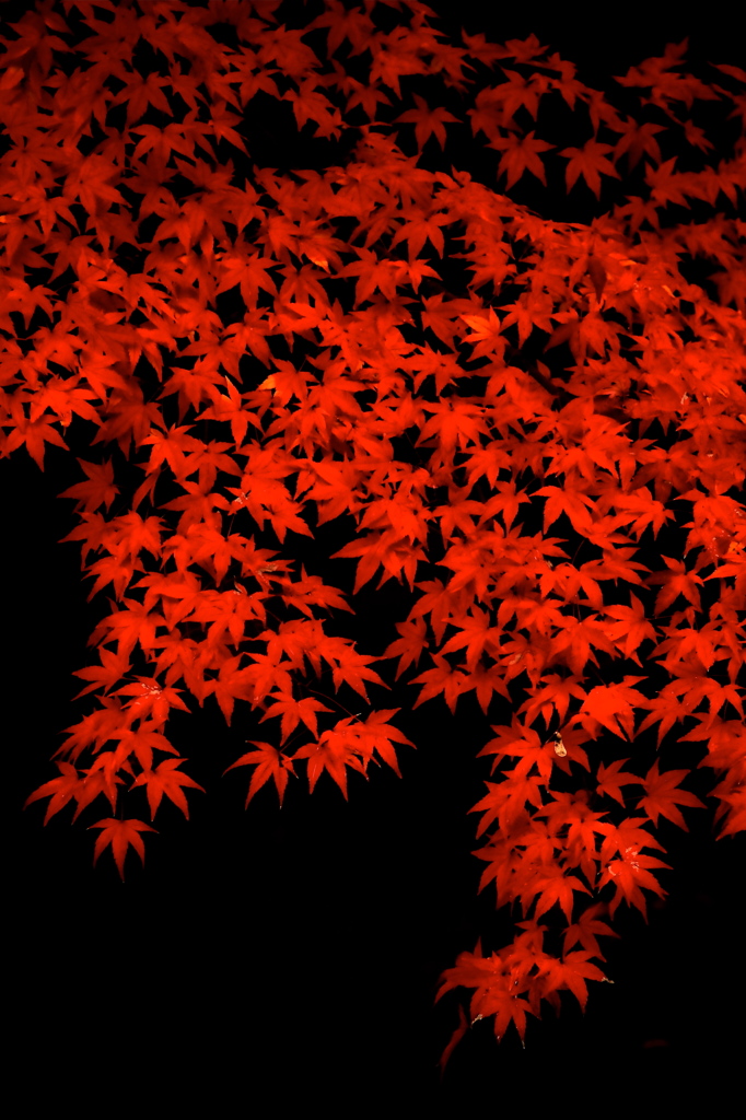 深緋