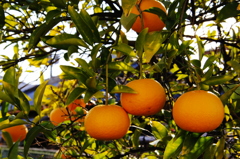 駐車場の柑橘