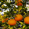 駐車場の柑橘