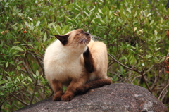 公園の野良猫