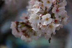 桜咲く