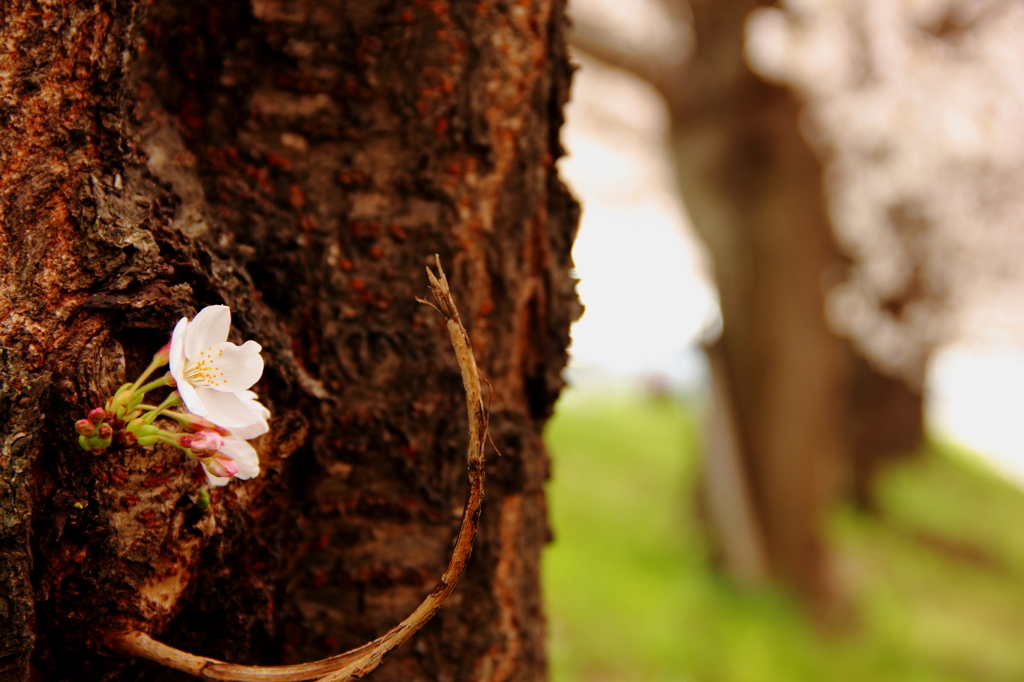 幹に咲く桜