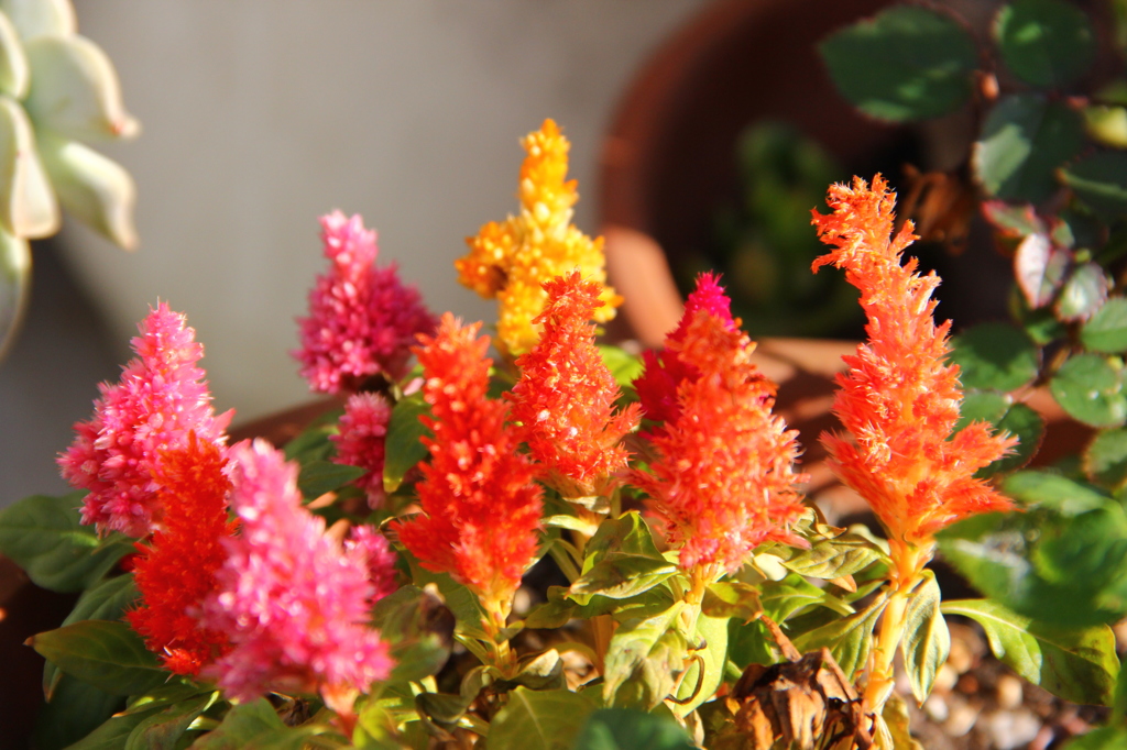 近所の植木