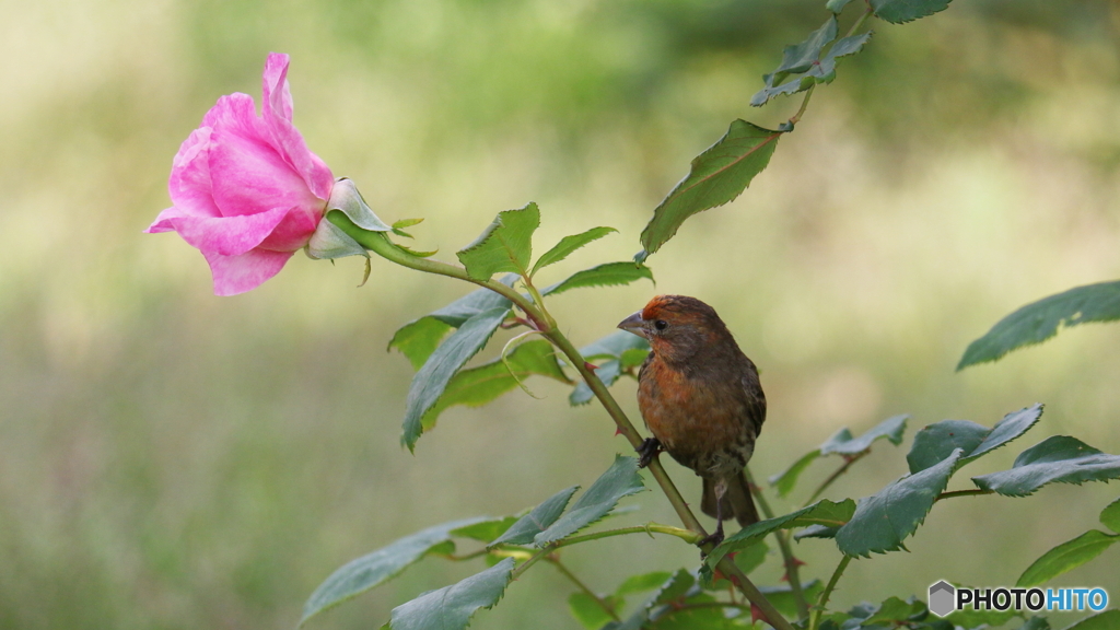 Rose and Finch