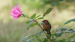 Rose and Finch