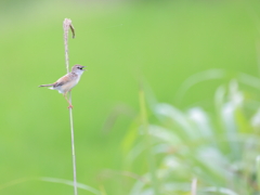 初夏のさえずり