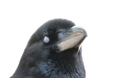 漆黒の帝王