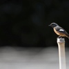 天網の鳥