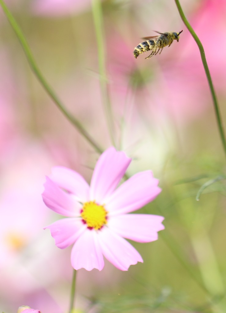 花に集う虫たち④