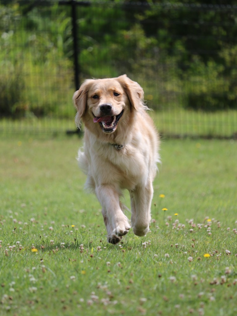 愛犬