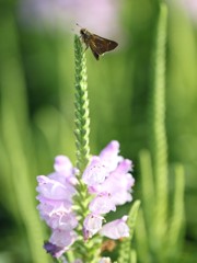 夏の花