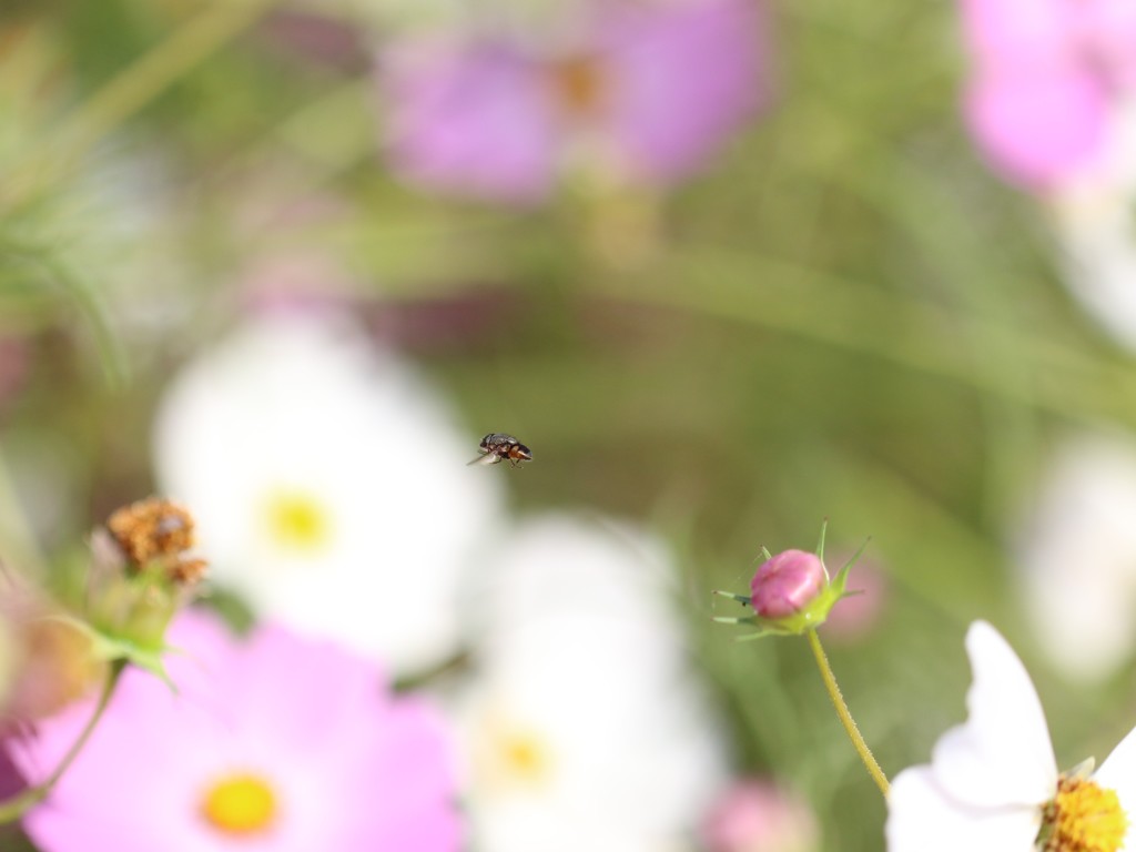 花に集う虫たち⑦