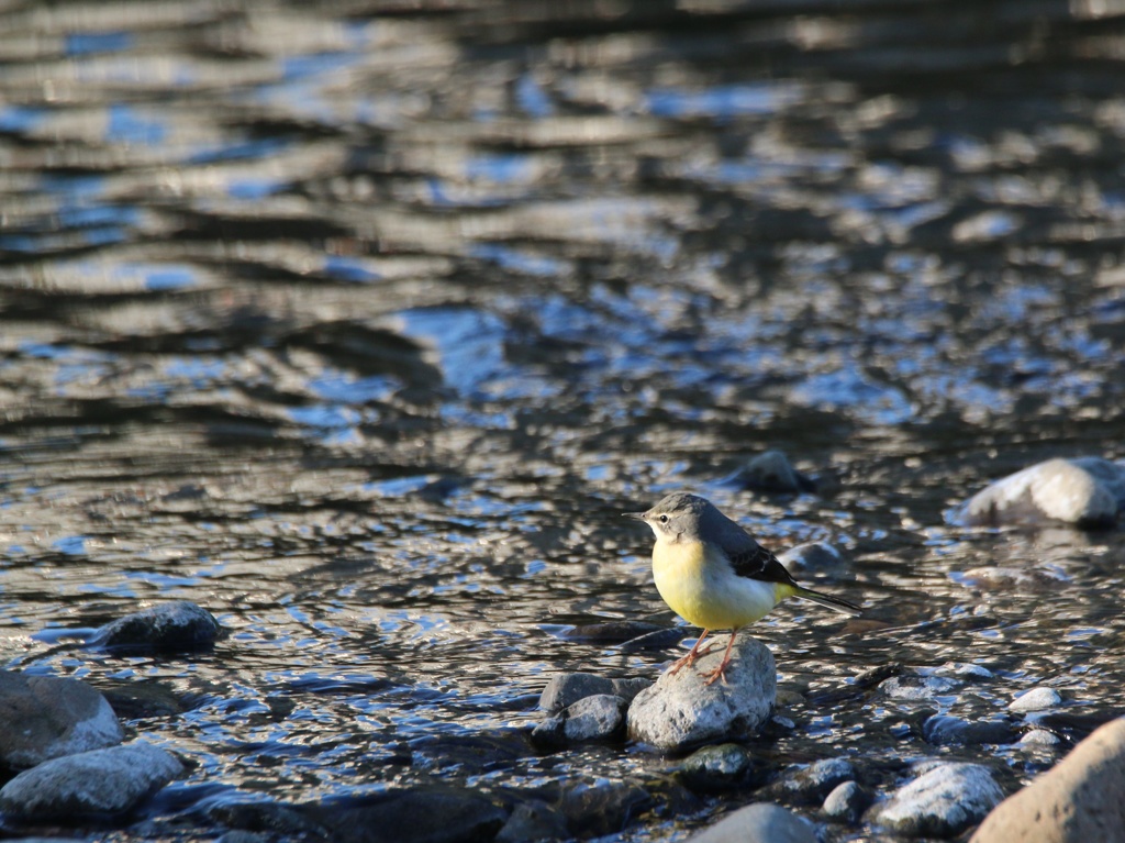 川の水に魅せられて③