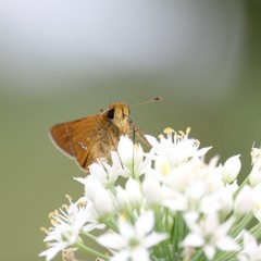 日差し