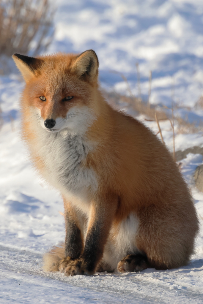 野生の眼光