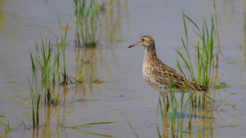美夏羽・ウズラシギ