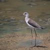 水辺に集う鳥たち⑥