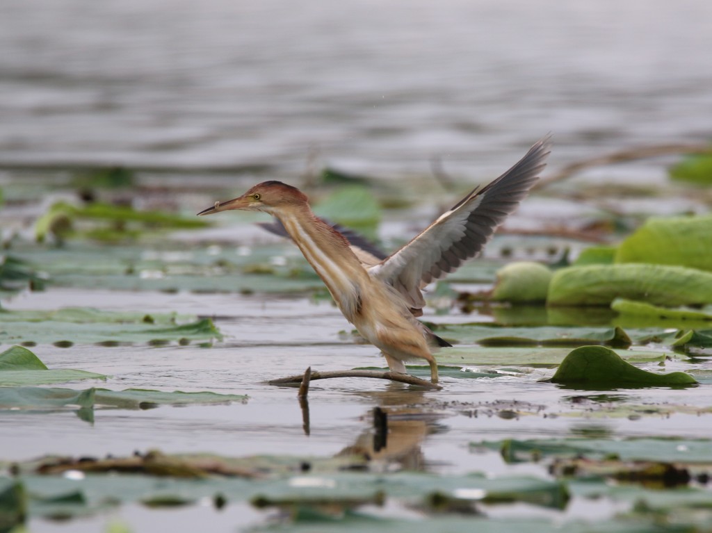 蓮上の鳥（４）
