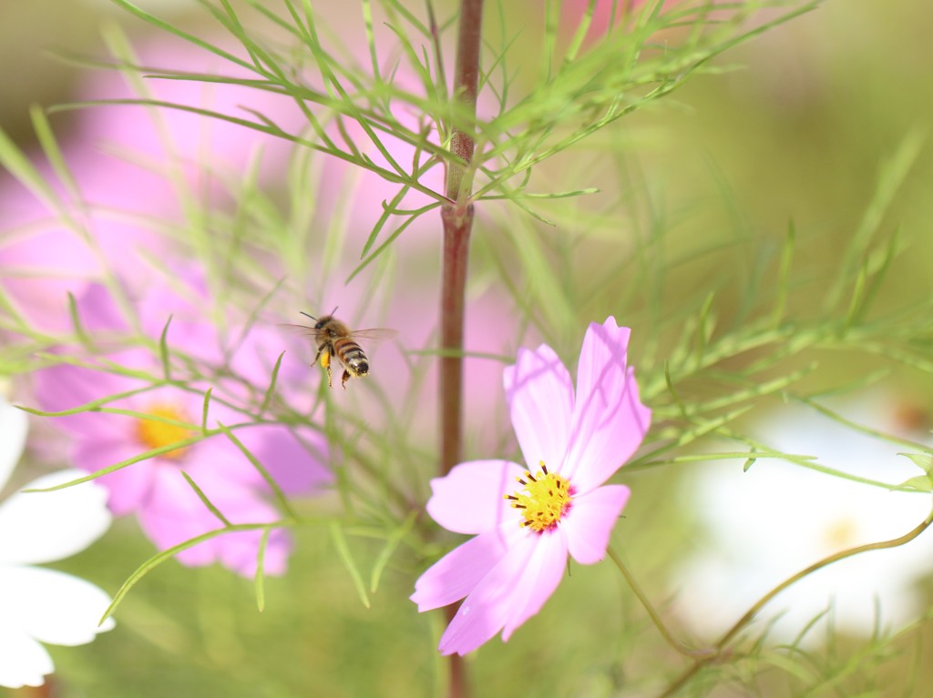 花に集う虫たち②