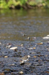 川の水に魅せられて④