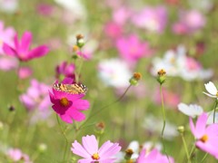 花に集う虫たち⑤