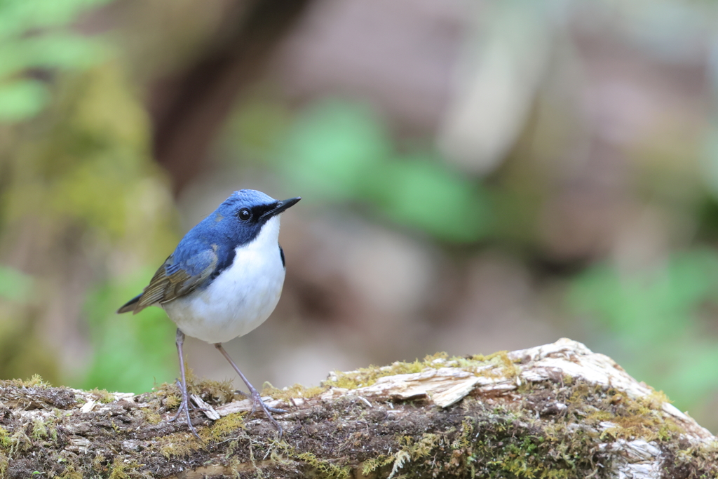 Blue_Robin_2@EOS_R7
