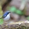 Blue_Robin_2@EOS_R7