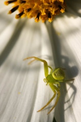 緑の蜘蛛