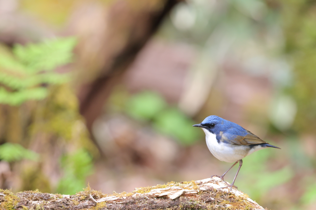Blue_Robin_1@EOS_R5