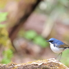 Blue_Robin_1@EOS_R5