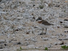 水辺に集う鳥たち⑤