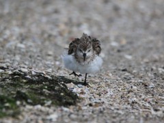 ふくれっツラ？のトウネン