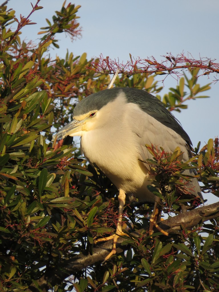 伝説の妖怪鳥 青鷺火 By きゃんじろ Id 写真共有サイト Photohito