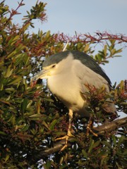 伝説の妖怪鳥　青鷺火