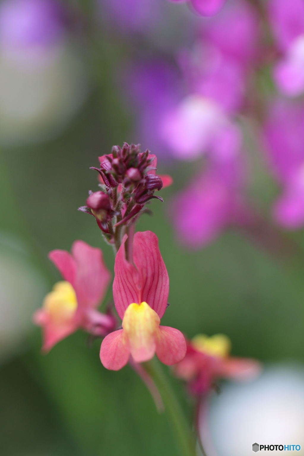 春の花壇①