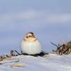 雪団子