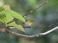 リュウキュウメジロ