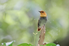 留鳥の駒
